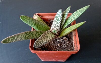 Gasteria carinata 'Snowstorm'