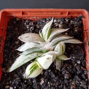 Gasteria Satu Satu no Matsu