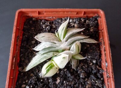 Gasteria Satu Satu no Matsu