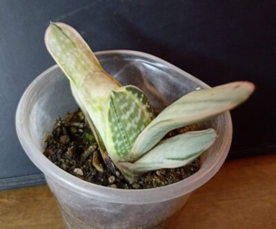 Gasteria nigricans var. marmorata f. variegata