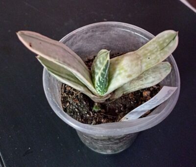 Gasteria nigricans var. marmorata f. variegata