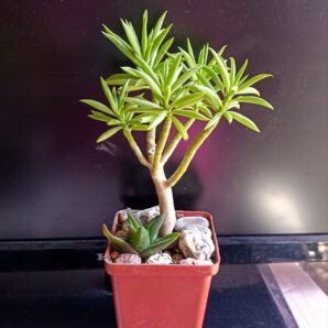 Peperomia ferreyrae 'Happy bean'