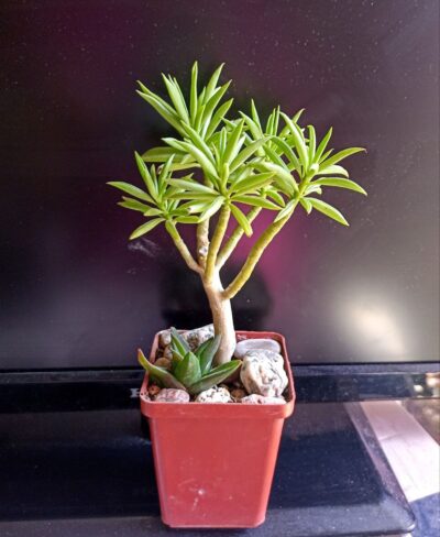 Peperomia ferreyrae 'Happy bean'