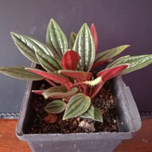 Peperomia caperata 'Rosso'