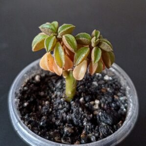 Peperomia asperula