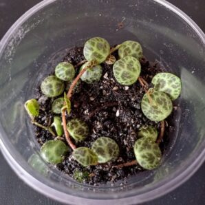 Peperomia prostrata