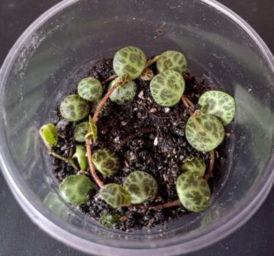 Peperomia prostrata
