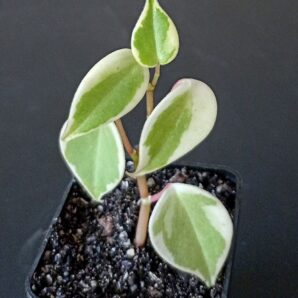 Peperomia scandens f. variegata