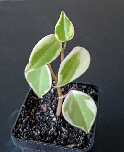 Peperomia scandens f. variegata