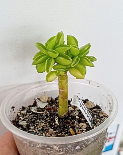 Peperomia nivalis