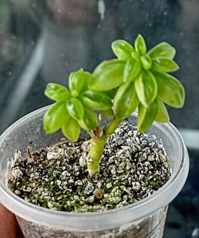 Peperomia nivalis