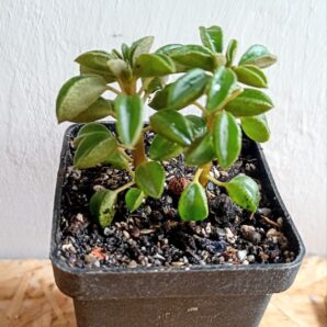Peperomia asperula