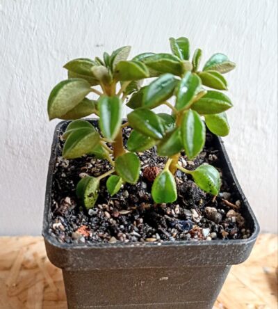 Peperomia asperula