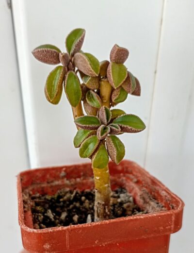 Peperomia asperula