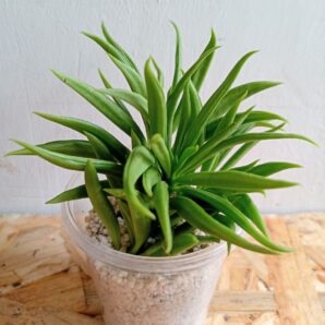 Peperomia ferreyrae 'Happy bean'