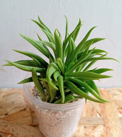 Peperomia ferreyrae 'Happy bean'