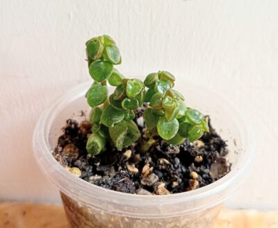 Peperomia columella