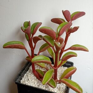 Peperomia graveolens