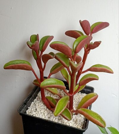 Peperomia graveolens