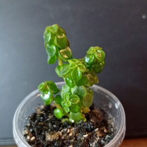 Peperomia columella