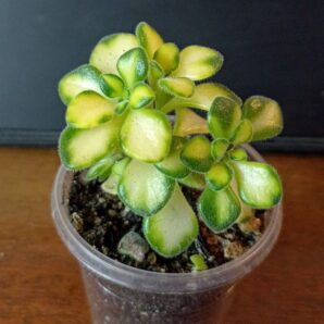Aeonium lindleyi variegata