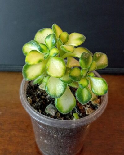 Aeonium lindleyi variegata