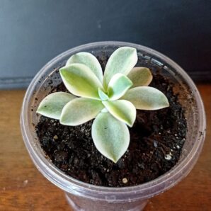 Echeveria 'Fred ives' f. variegata
