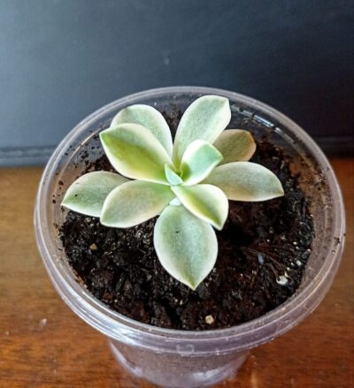 Echeveria 'Fred ives' f. variegata