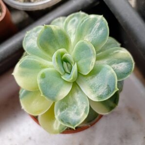 Echeveria pulidonis f.variegata