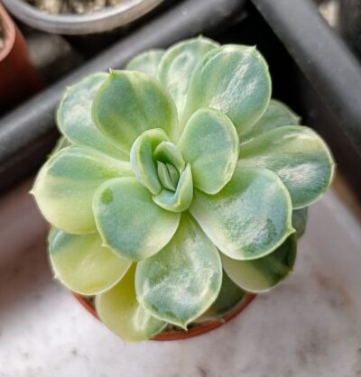Echeveria pulidonis f.variegata