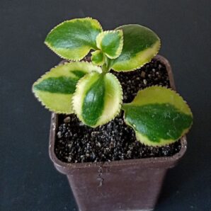 Crassula sarmentosa f. variegata