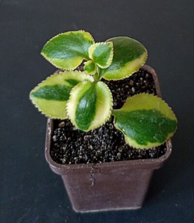 Crassula sarmentosa f. variegata