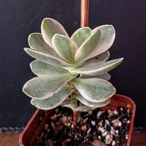 Crassula nudicaule variegata