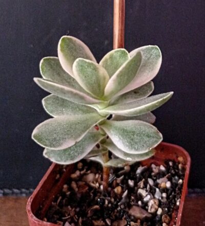 Crassula nudicaule variegata