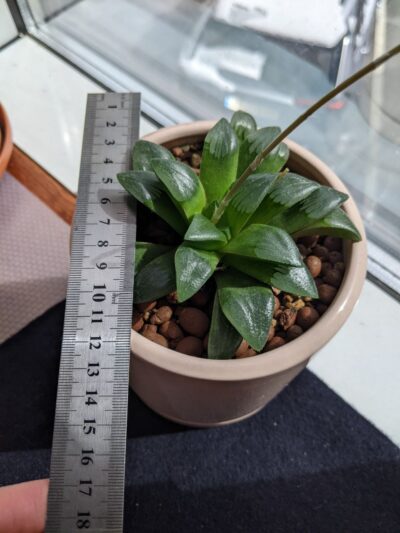 Haworthia Comptoniana hybr Діаметр 12 см - Зображення 2