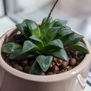 Haworthia Comptoniana hybr Діаметр 12 см