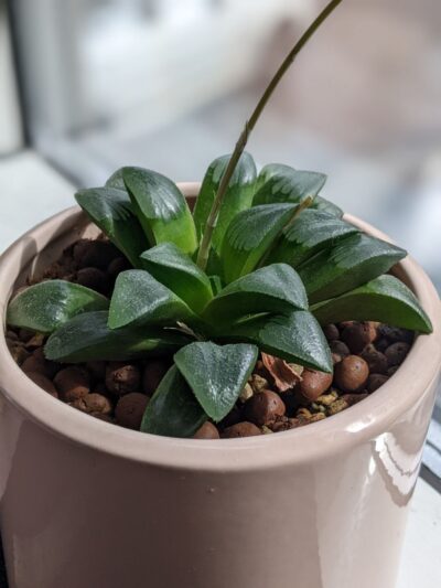 Haworthia Comptoniana hybr Діаметр 12 см