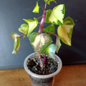 Senecio macroglossus f. mediavariegata