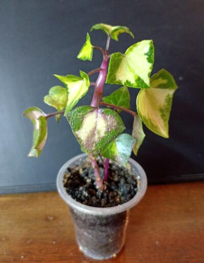 Senecio macroglossus f. mediavariegata