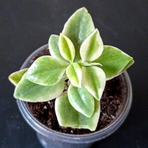 Aptenia cordifolia f. variegata