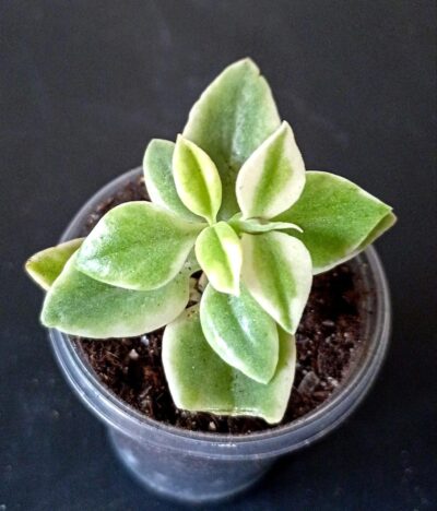 Aptenia cordifolia f. variegata
