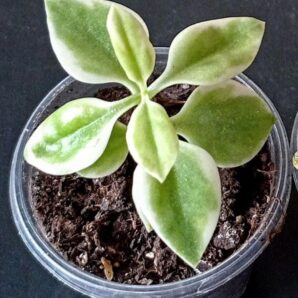 Aptenia cordifolia f. variegata
