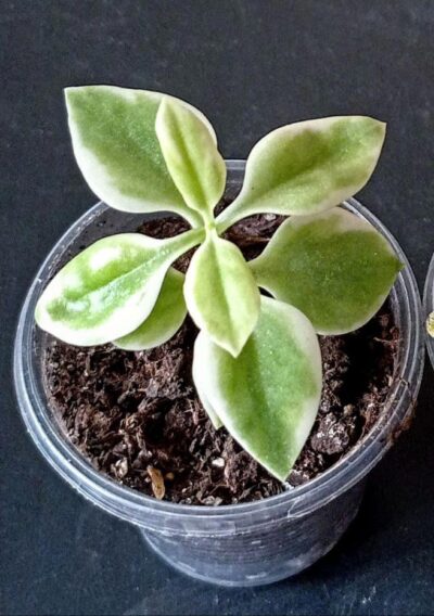 Aptenia cordifolia f. variegata