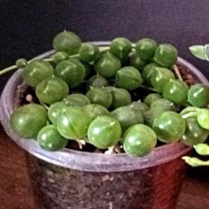 Senecio rowleyanus