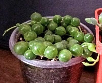 Senecio rowleyanus