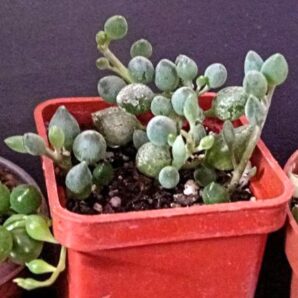 Senecio citriformis