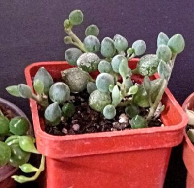 Senecio citriformis