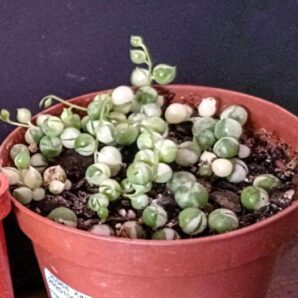 Senecio rowleyanus f. variegata
