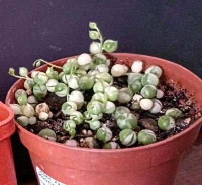 Senecio rowleyanus f. variegata