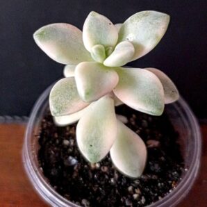 Pachyphytum 'Apricot beauty' variegated
